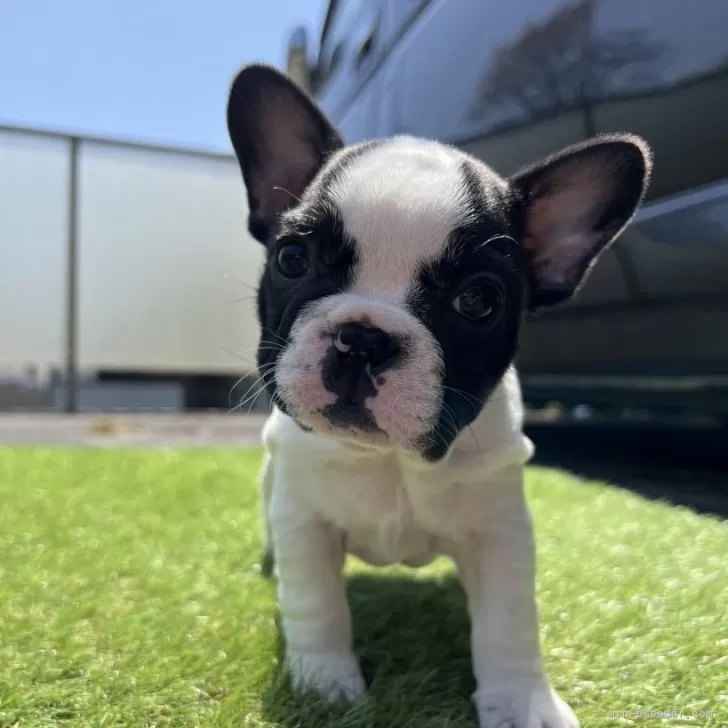 ID:2404-02948の子犬