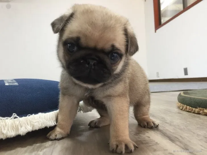 チョキの家族 様のお迎えした子犬