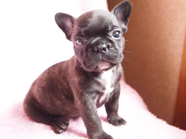 ID:1406-00992の子犬