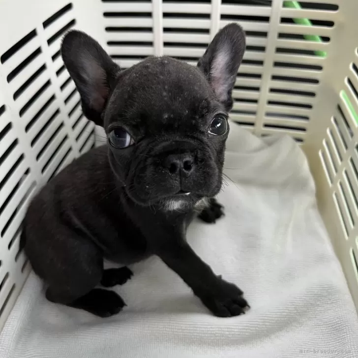 ID：2405-01718の子犬