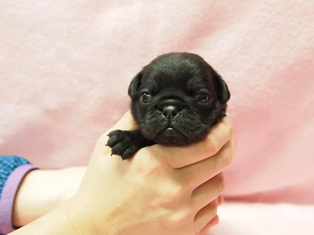 ももんちゃん 様のお迎えした子犬