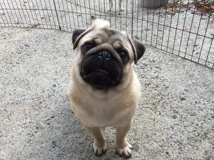 とも 様のお迎えした子犬