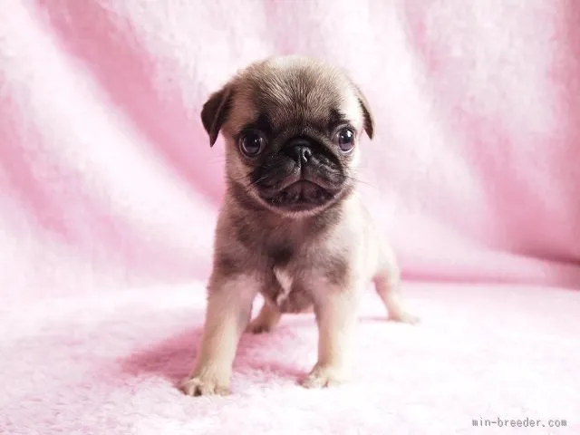 やました 様のお迎えした子犬