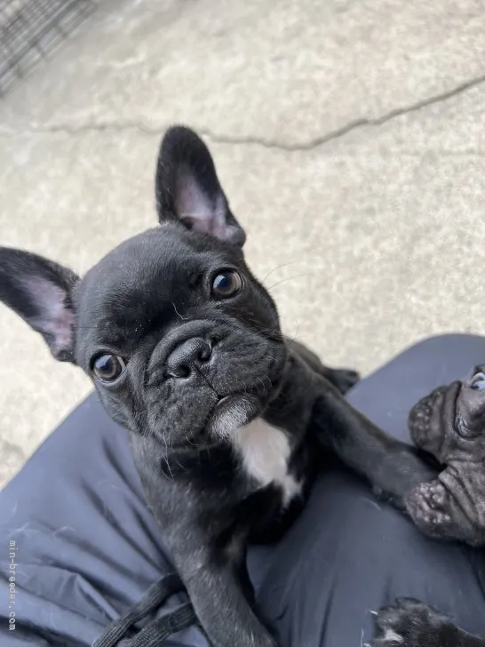 ID:2203-01213の子犬