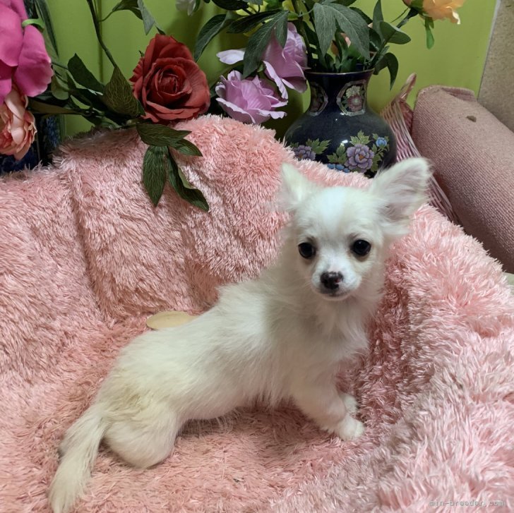 T.H 様のお迎えした子犬