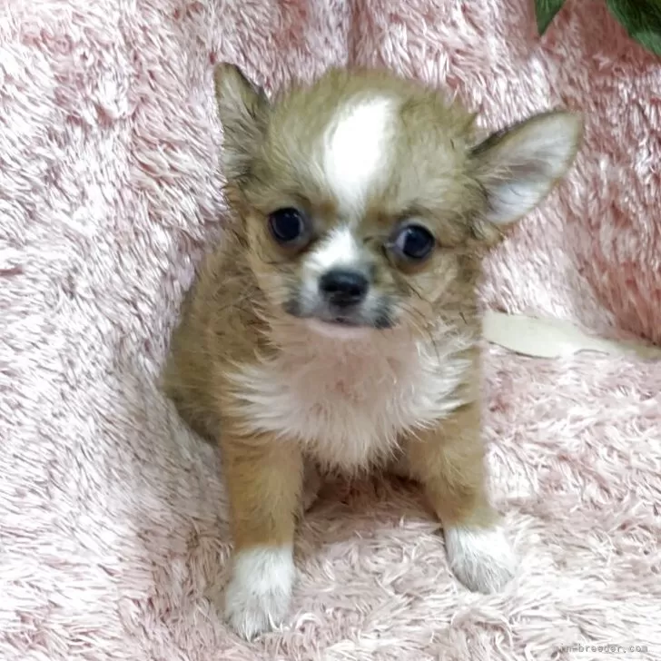 にこ 様のお迎えした子犬
