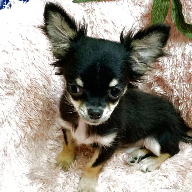 チワワ(ロング)【奈良県・男の子・2025年7月22日・ブラック&amp;ホワイト】の写真1「体重は1360ｇです」