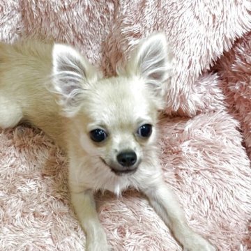 チワワ(ロング)【奈良県・男の子・2025年5月3日・フォーン】の写真「お顔の詰まった子です。可愛くなっこいです。」
