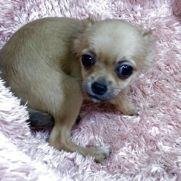 チワワ(ロング)【奈良県・男の子・2025年7月9日・レッド】の写真「お顔の詰まった子です。」