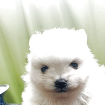 ポメラニアン【奈良県・男の子・2025年5月2日・クリームかホワイト】の写真「クオリティの高い子が生まれました。」