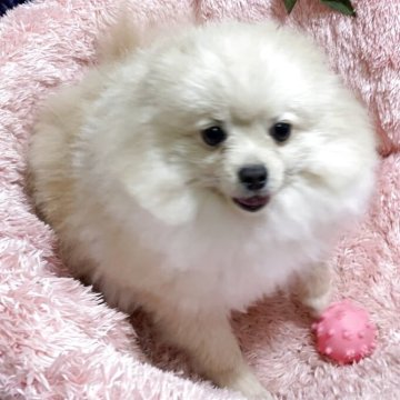 ポメラニアン【奈良県・男の子・2024年5月10日・淡いオレンジ】の写真「お顔の詰まった子です。」