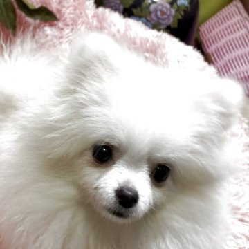 ポメラニアン【奈良県・女の子・2025年3月29日・オレンジ&ホワイト】の写真「小さい子です。9月28日で1020ｇです。」