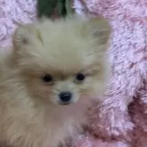 ポメラニアン