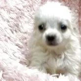 チワワ(ロング)