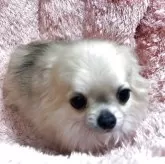 チワワ(ロング)