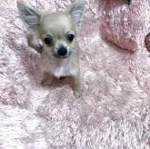 チワワ(ロング)