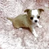 チワワ(ロング)
