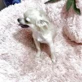 チワワ(ロング)【奈良県・男の子・2025年5月3日・フォーン】の写真3