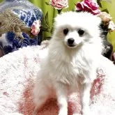 ポメラニアン【奈良県・男の子・2025年5月2日・ホワイト】の写真3