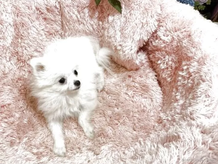 ポメラニアン【奈良県・女の子・2025年3月29日・オレンジ