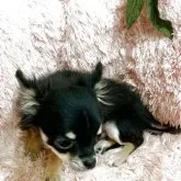 チワワ(ロング)【奈良県・男の子・2025年7月22日・ブラック&ホワイト】の写真4