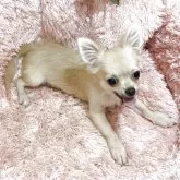 チワワ(ロング)【奈良県・男の子・2025年5月3日・フォーン】の写真4