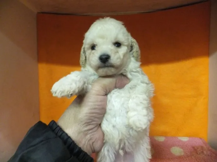 ID：1403-00674の子犬