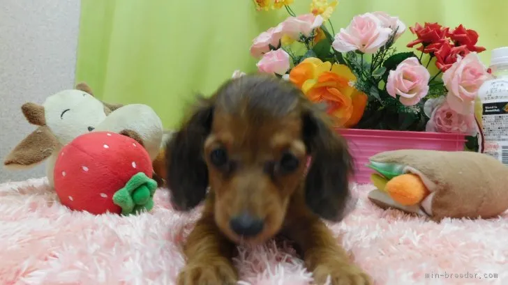 まゆ 様のお迎えした子犬