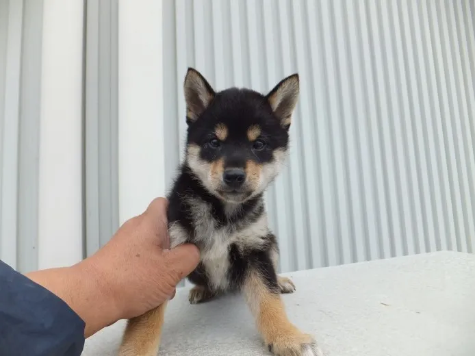 マツクミ 様のお迎えした子犬