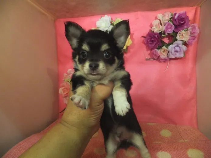 ID:1408-00718の子犬