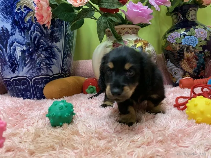 TY 様のお迎えした子犬