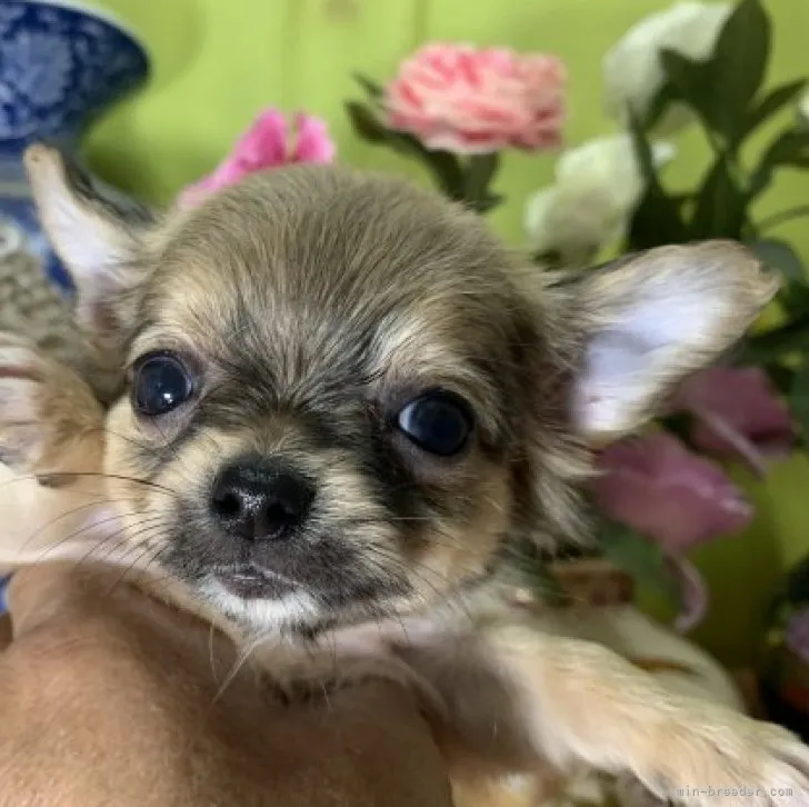 ID:2303-04811の子犬