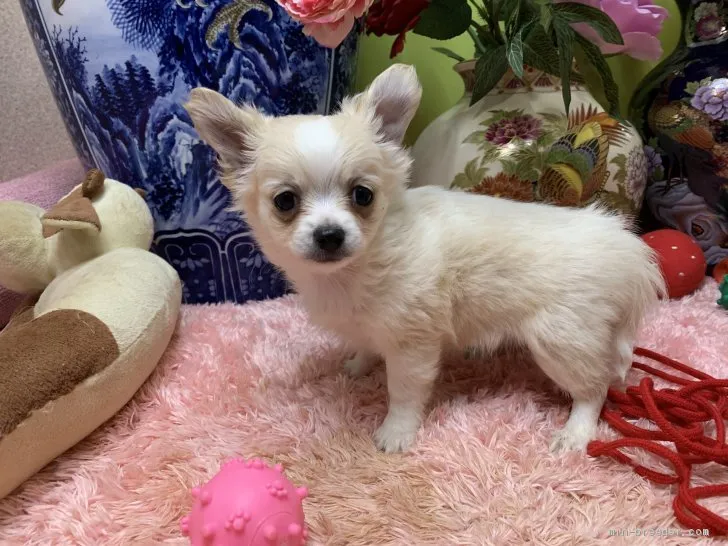 ID:2101-02487の子犬