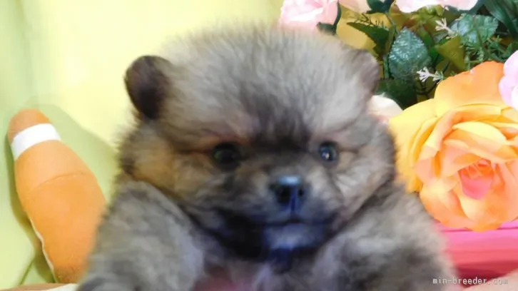 ID:1512-00213の子犬