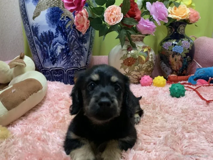 ID:2106-00899の子犬