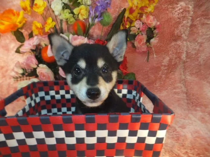 ID：1408-00668の子犬