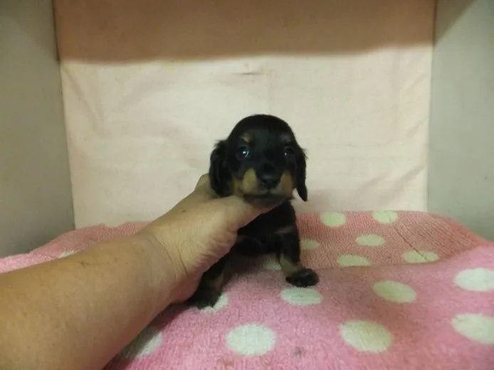 ID:1405-00205の子犬