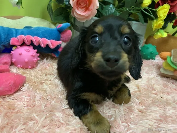 ID:1912-00502の子犬