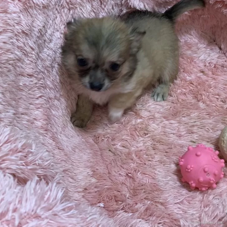 ID:2405-06442の子犬