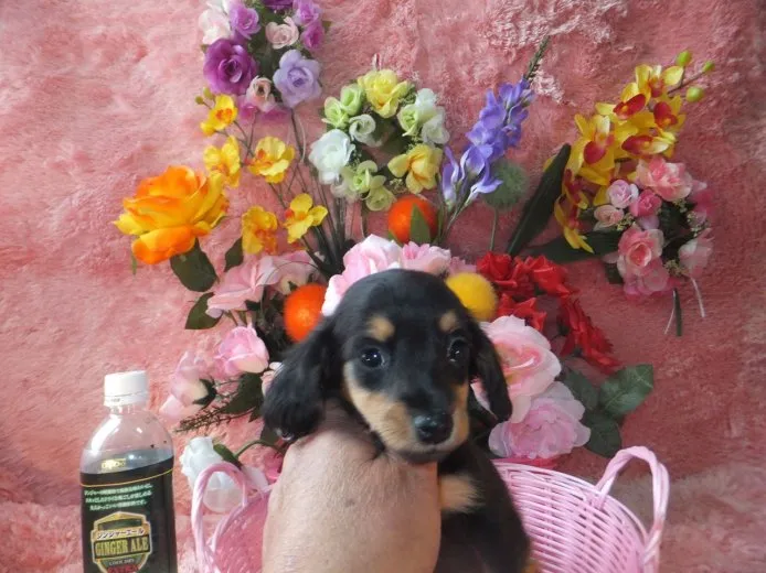 あいぽん 様のお迎えした子犬