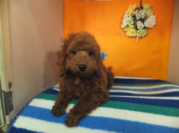 トイプードル(トイ)【奈良県・男の子・2014年3月8日・レッド  首に白あり】の写真「」