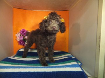 トイプードル(トイ)【奈良県・男の子・2014年2月24日・ブラウン】の写真「PRAクリア　」