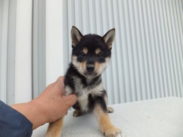 柴犬(標準サイズ)【奈良県・男の子・2013年3月10日・黒(豆柴サイズ)】の写真「」