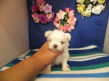 マルチーズ【奈良県・男の子・2014年6月5日・ホワイト】の写真「３か月半で１k２４０g」