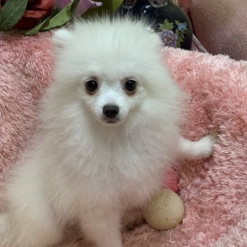ポメラニアン【奈良県・男の子・2024年2月12日・ホワイト】の写真「兄弟のうちで一番小さいです。」