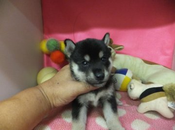 柴犬(標準サイズ)【奈良県・男の子・2013年6月19日・黒(豆柴サイズ)】の写真「」