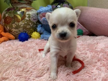 チワワ(ロング)【奈良県・女の子・2022年2月5日・クリーム&ホワイト】の写真「パパはJKCチャンピオンのビーチです。」