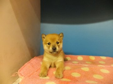 柴犬(豆柴)【奈良県・女の子・2013年12月3日・赤(豆柴サイズ)】の写真「」