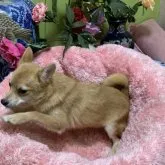 ポメ柴(柴犬×ポメラニアン)【奈良県・男の子・2023年7月1日・赤】の写真3「12月6日撮影」