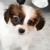パピヨン